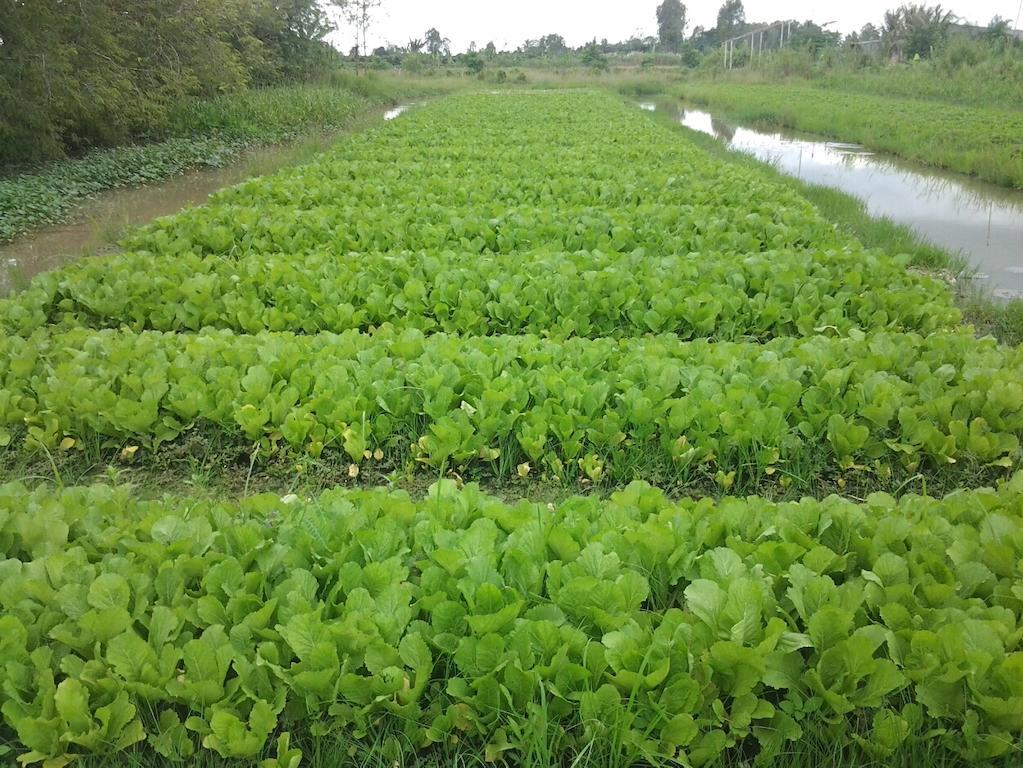 Green Village 1 Can Tho Dış mekan fotoğraf